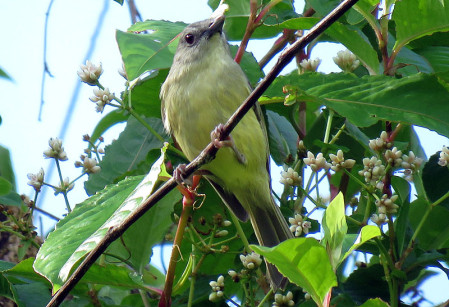 ...and the pink toed Blue Mountain Vireo.