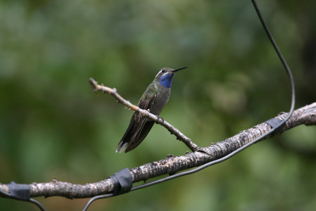 ...to the imperious Blue-throated...