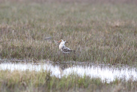 ...or perhaps a vagrant from Russia, such as this gorgeous white Ruff.