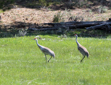 &hellip;and mountain meadows have breeding Sandhill Cranes.