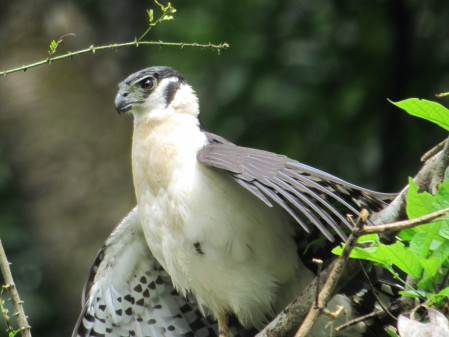 ...and always it seems a surprise or two, like this Collared Forest Falcon.