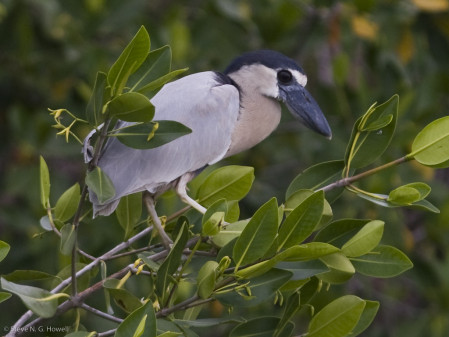 Numerous other waterbirds may feature the bizarre Boat-billed Heron and...
