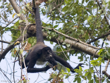 ...and with luck we may encounter a confiding troop of Central American Spider Monkeys.
