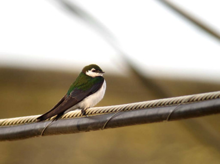 ...and the world&rsquo;s most colorful swallow, the Violet-green Swallow, is a common breeder of towns and in the countryside.