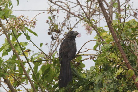More widespread birds such as Smooth-billed Ani...
