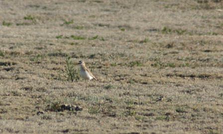 ...where fields can harbor Mountain Plover...