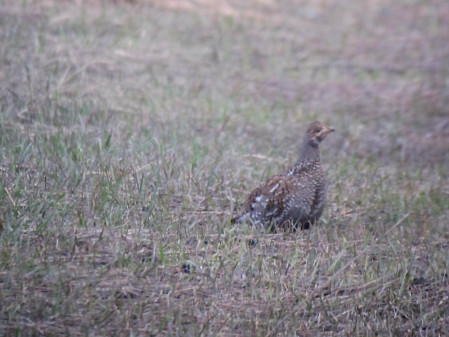 ...we might find a Dusky Grouse...