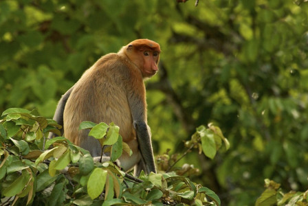 ...and the wildly unlikely-looking Proboscis Monkey. 
