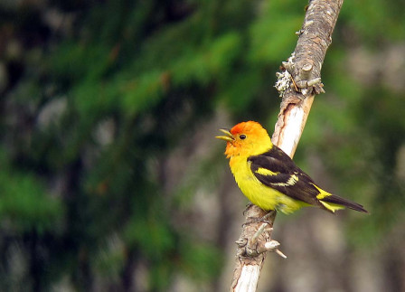 &hellip;where Western Tanager is a common breeder.