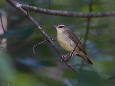 ...to the understated Swainson's Warbler, which is fairly common.
