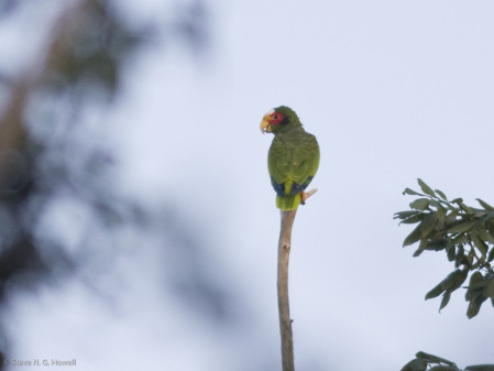 ...for the rather local Yucatan (or Yellow-lored) Parrot.
