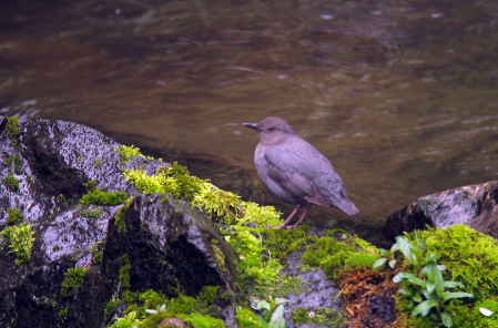 ...where we often have a farewell view of American Dipper.