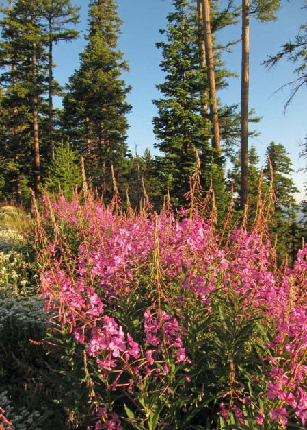 ...and we&rsquo;ll bird rich coniferous woodlands where late summer Fireweed should be in bloom...