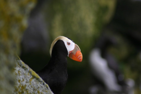 ...Tufted Puffins should still be feeding young, and...