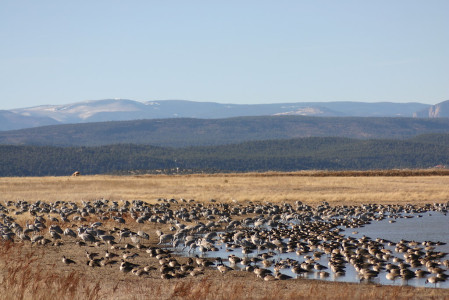 ...often including hordes of Sandhill Cranes and Cackling,  Canada and Snow Geese...