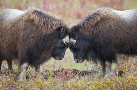 ...or see head-locking Musk Ox or...