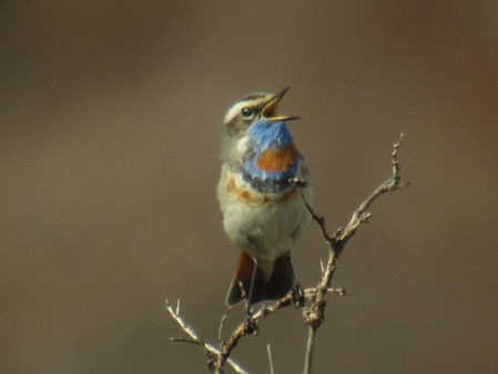 Nome&rsquo;s birdlife includes many specialties, such as the incomparable Bluethroat&hellip;