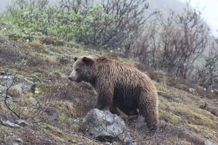 ...and almost certainly Grizzly Bear.