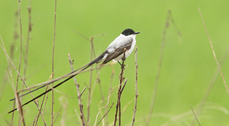 We'll also spend some time birding the open fields and marshes nearby, which are home to Fork-tailed Flycatchers...
