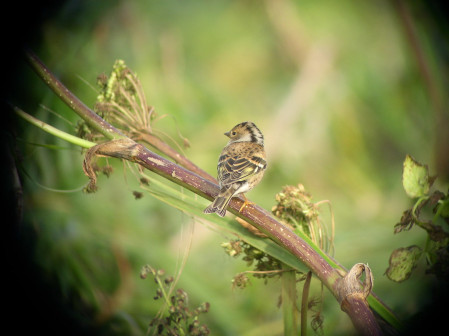 Vagrant passerines are always much desired, and birds like Brambling...
