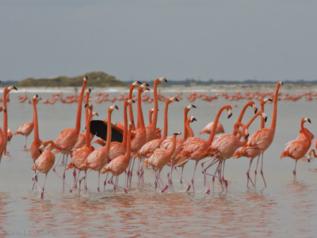 ...along with a rich coastal environment, home to shockingly pink American Flamingos.
