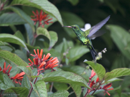 ...with the unique flavor of Caribbean Mexico and birds such as the dazzling Cozumel Emerald...

