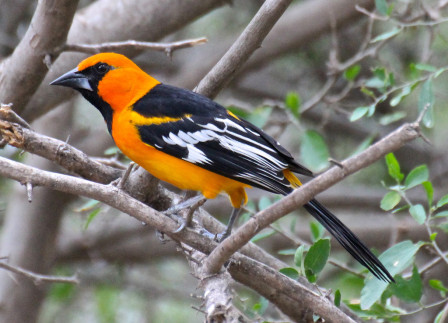 ... and gaudy Altamira Orioles lighting up the trees.