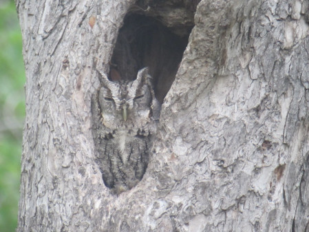 We'll keep an eye out for roosting owls like this Eastern Screech, alway gray phase here.