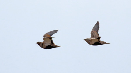 And small waterholes attract Black-bellied Sandgrouse.