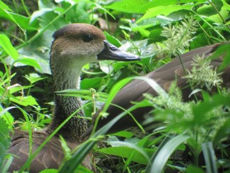 ...West Indian Whistling-Ducks linger along the creek...