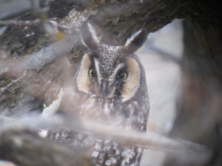 ...for passerines and also for raptors like this Long-eared Owl.