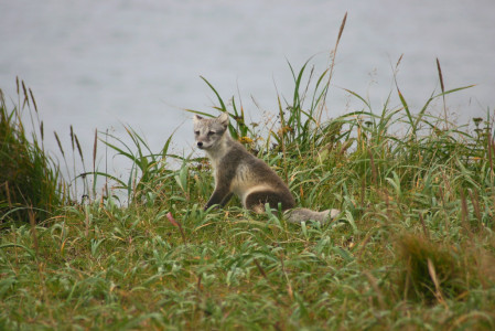 Mammals like this Arctic Fox liven up the birding... 