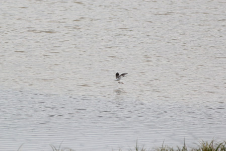 ...or even something truly rare like this Marsh Sandpiper.