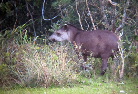 We might get lucky on one of our night drives and spot a South American Tapir.