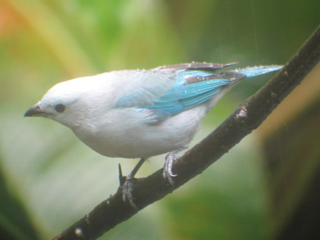 ...and Blue-gray Tanagers around the hotel before...