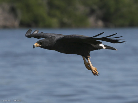 A good variety of raptors includes Common Black Hawk.
