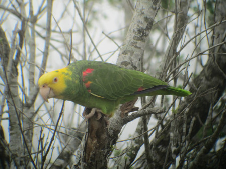 One evening we'll visit a parrot roost, where noncountable species such as this Yellow-headed Parrot ...