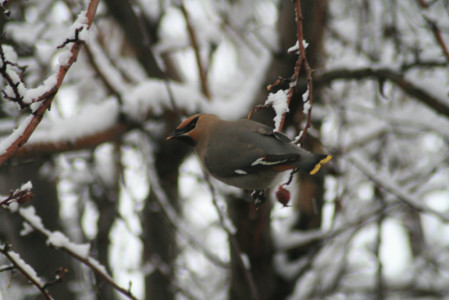...or even (rarely) Bohemian Waxwing.