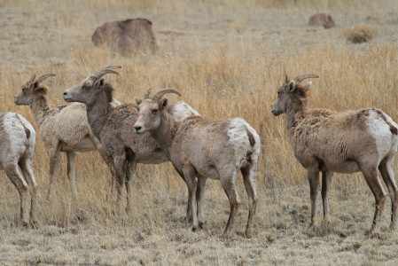 ...and Big Horn Sheep can be plentiful along the roads.