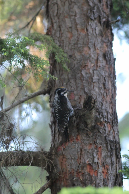 Driving through Rabbit Ears pass we may encounter American Three-toed Woodpecker...