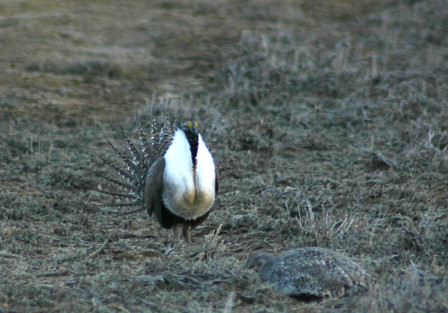 ...we'll find displaying Greater Sage-Grouse.
