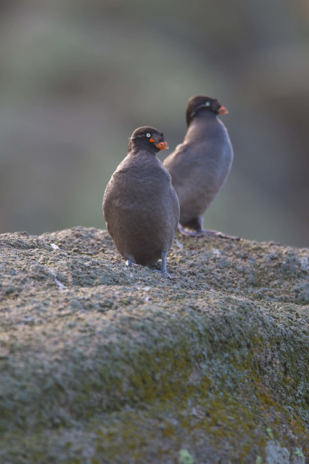 ...and Crested Auklets still on their breeding cliffs above town.