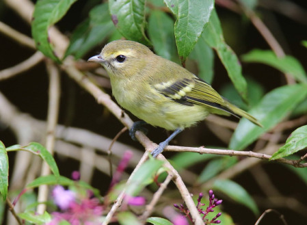 ...and Yellow-winged Vireo, among many other species.