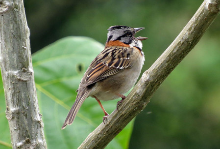 including Rufous-collared Sparrow, a familiar bird of open areas...                               