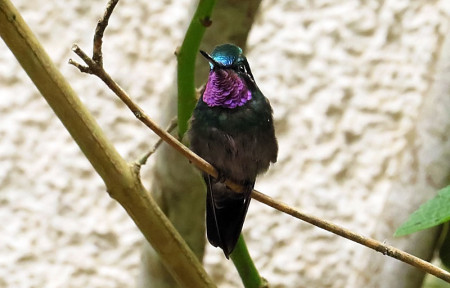 ...including Purple-throated Mountain-gem, one of 35 or more species of hummingbirds we could see...                             