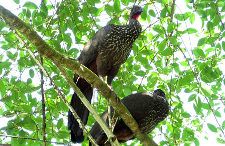 Crested Guans are unusually common in this region...                               