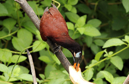 ...and the noisy Montezuma Oropendola is also common, dominating at feeders.