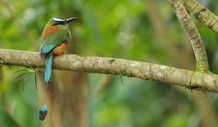 ...and we'll make a special effort to track down the gorgeous Turquoise-browed Motmot.