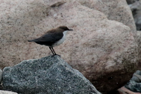 and also the White-throated Dipper