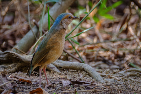 ...or this Blue-rumped Pitta. 